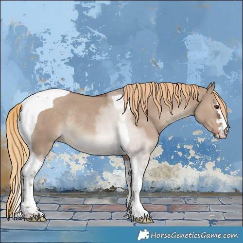 Horse Color:Liver Red Dun Tobiano Rabicano