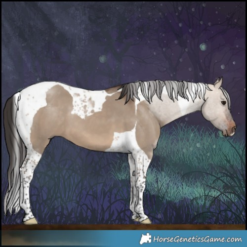 Horse Color:Bay Dun Tobiano 
