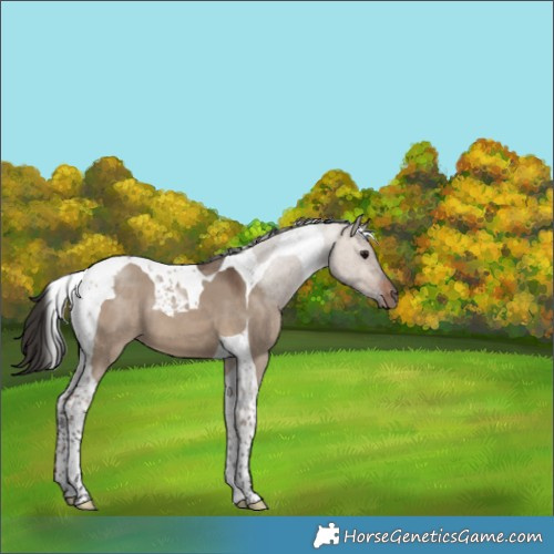 Horse Color:Bay Dun Tobiano 