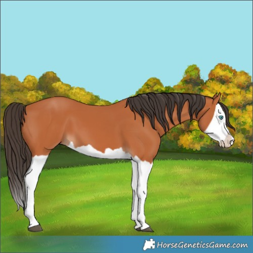 Horse Color:Bay Splash 