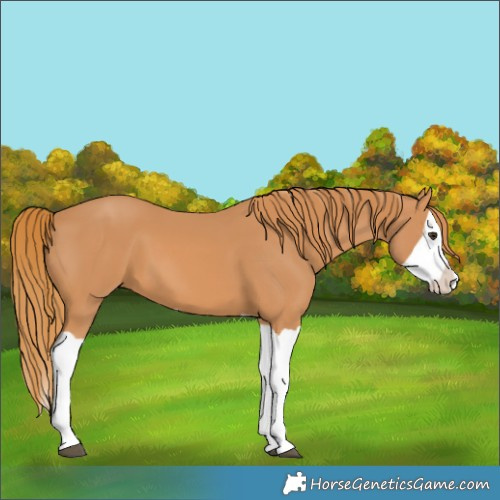 Horse Color:Chestnut Splash 