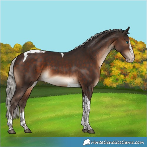 Horse Color:Silver Brown Splash Tobiano Varnish 