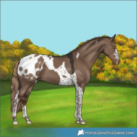 Horse Color:Liver Red Dun Tobiano Blanket 