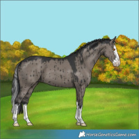 Horse Color:Grullo Splash Brindle 