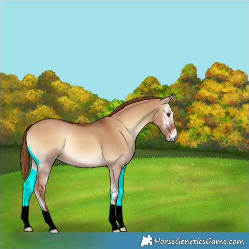 Horse Color:Red Dun Onyx 