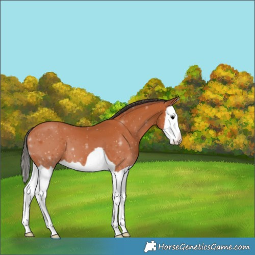 Horse Color:Bay Splash 