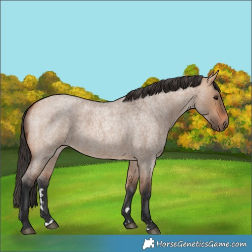 Horse Color:Bay Roan Dun 