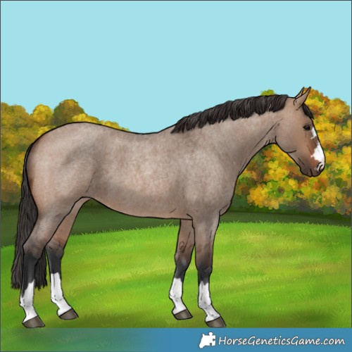 Horse Color:Brown Roan Dun 