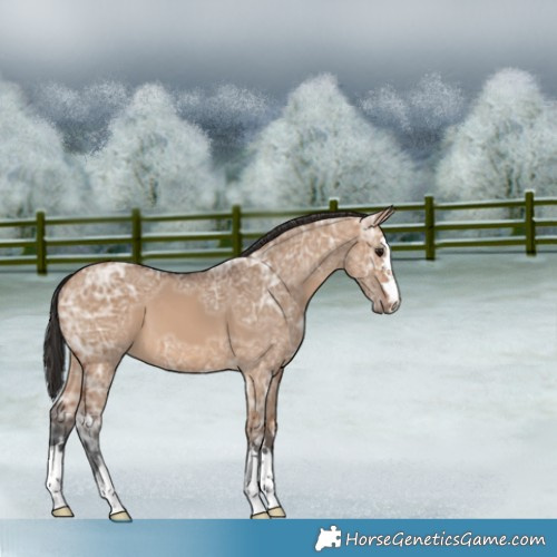 Horse Color:Bay Ice Dun 