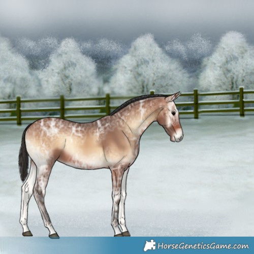Horse Color:Bay Ice Onyx 