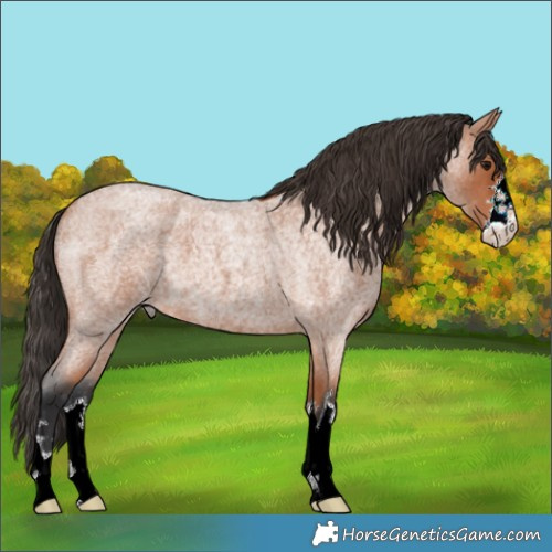 Horse Color:Bay Roan