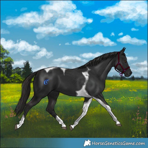 Horse Color:Liver Chestnut Tobiano