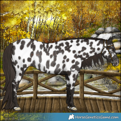 Horse Color:Liver Chestnut Near Leopard Rabicano