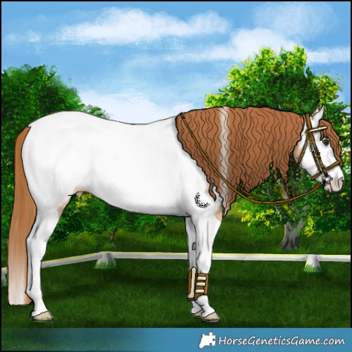 Horse Color:Red Dun Splash Tobiano Near Fewspot Rabicano 
