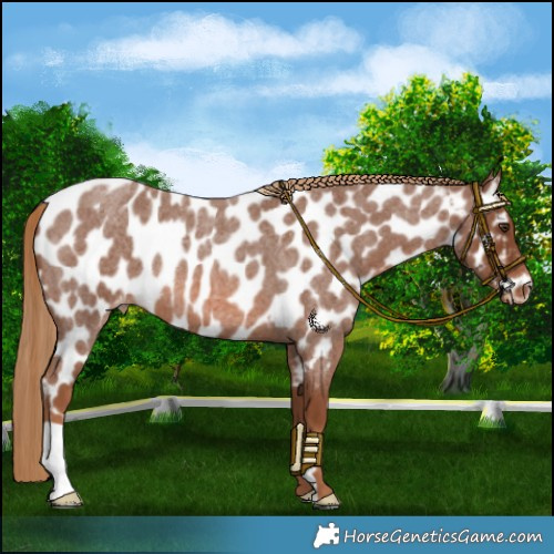Horse Color:Red Roan Near Leopard 
