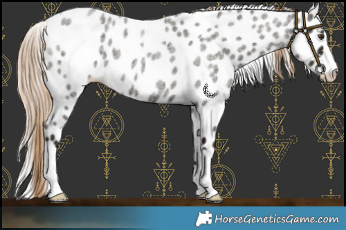 Horse Color:Liver Red Roan Leopard 