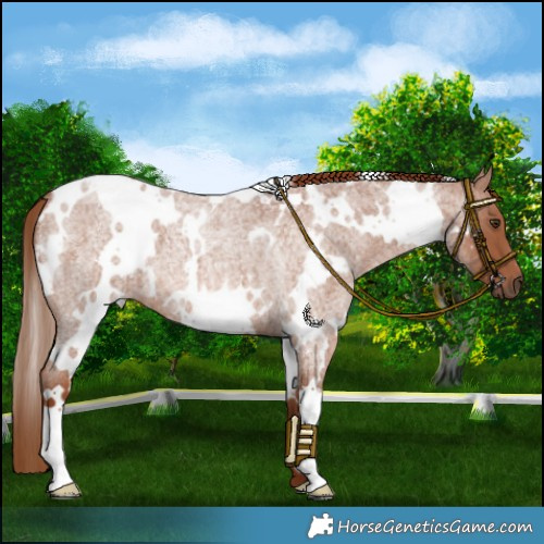 Horse Color:White Spotted Red Roan 