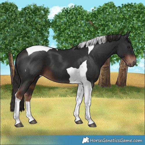 Horse Color:Liver Chestnut Tobiano 