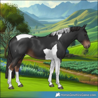 Horse Color:Liver Chestnut Tobiano