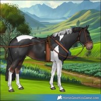 Horse Color:Liver Chestnut Tobiano 