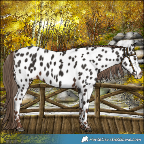 Horse Color:Liver Chestnut Near Leopard 