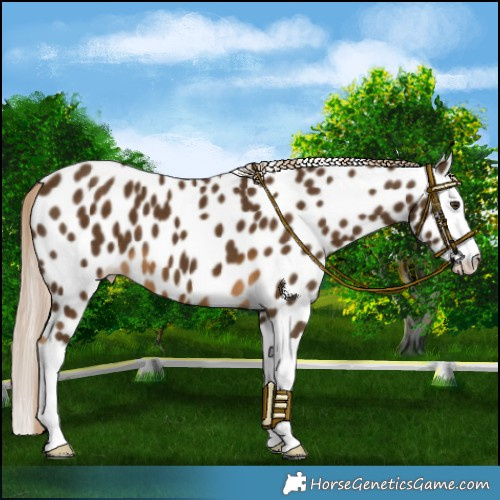 Horse Color:Chocolate Palomino Splash Leopard 