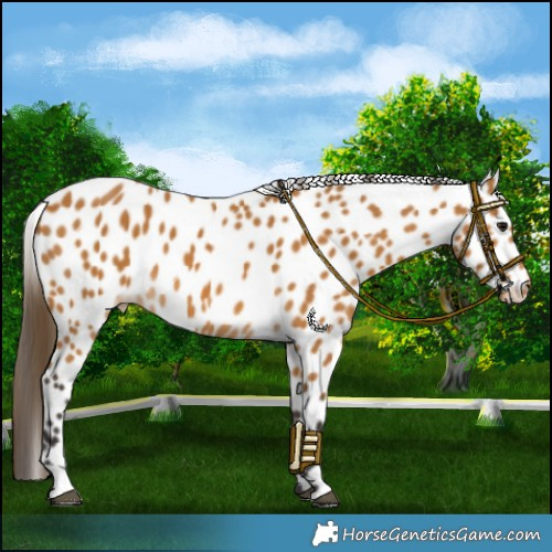 Horse Color:Buckskin Leopard 