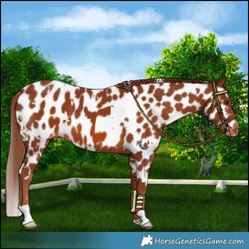 Horse Color:White Spotted Chestnut Near Leopard 