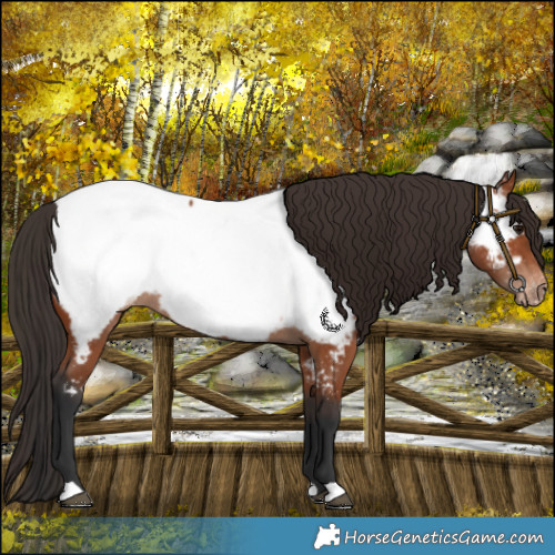 Horse Color:Bay Near Fewspot Rabicano 