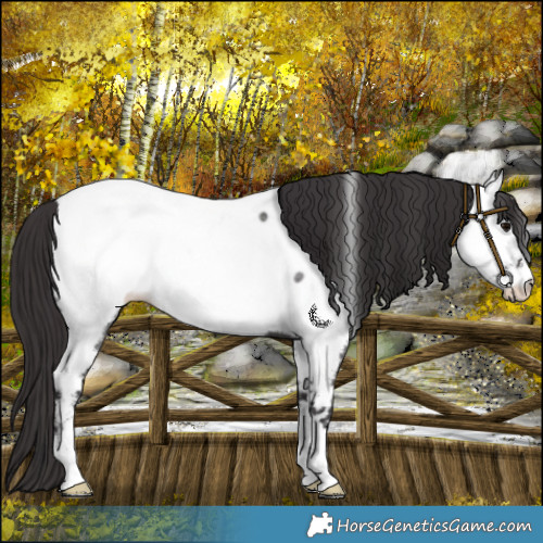 Horse Color:Smoky Blue Roan Fewspot 
