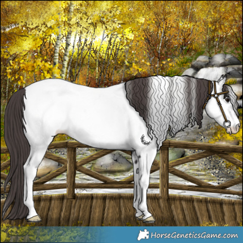 Horse Color:Smoky Black Fewspot 