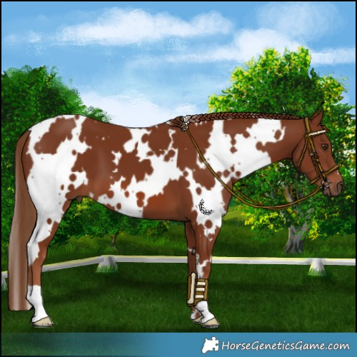 Horse Color:White Spotted Chestnut