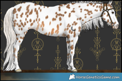 Horse Color:Chocolate Palomino Leopard