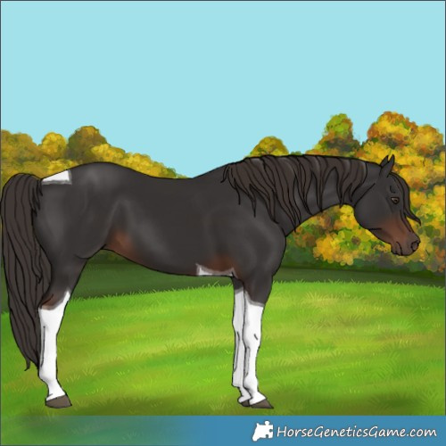 Horse Color:Liver Chestnut Tobiano