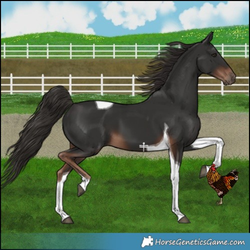 Horse Color:Liver Chestnut Tobiano