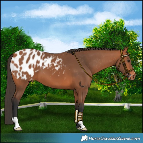Horse Color:Bay Blanket 