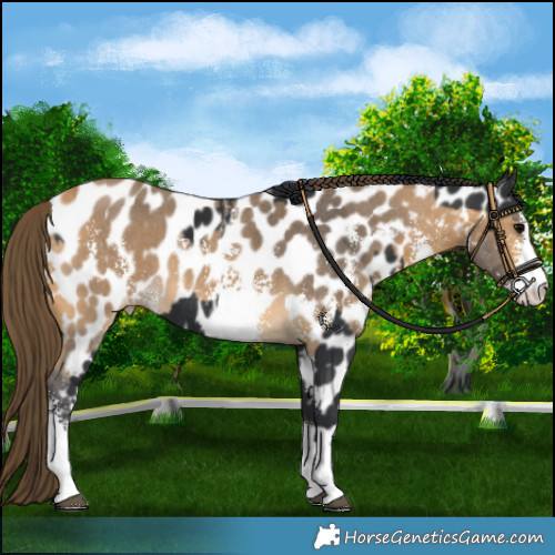 Horse Color:Black Near Leopard Rabicano and Buckskin Sabino Near Leopard
