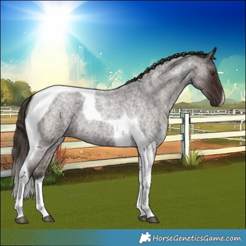 Horse Color:Liver Red Roan Tobiano