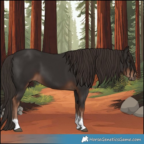 Horse Color:Liver Chestnut Tobiano