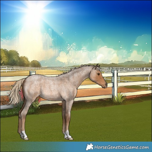 Horse Color:Chocolate Palomino Roan 