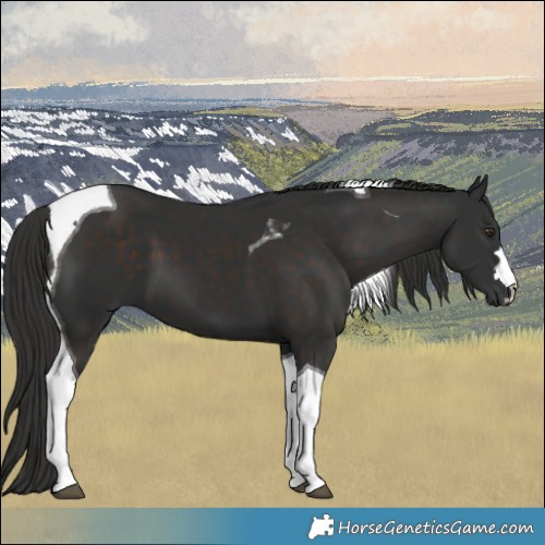 Horse Color:Liver Chestnut Tobiano