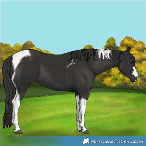 Horse Color:Liver Chestnut Tobiano 