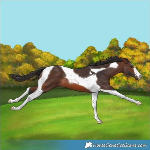 Horse Color:Brown Tobiano 