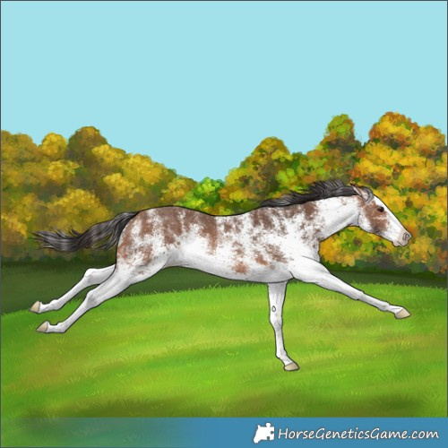 Horse Color:White Spotted Bay Splash