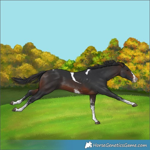 Horse Color:White Spotted Brown Splash Tobiano