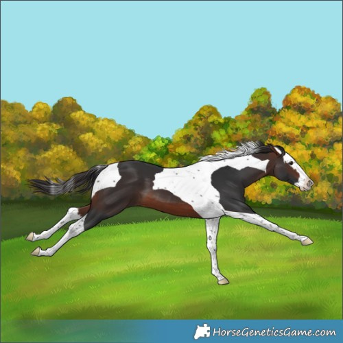 Horse Color:Brown Splash Tobiano