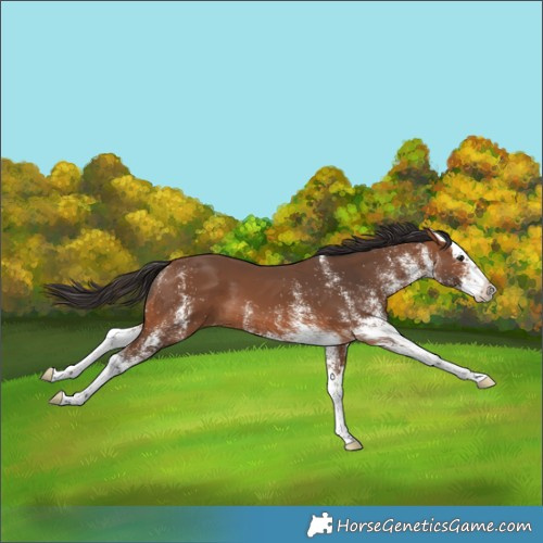 Horse Color:White Spotted Bay Splash