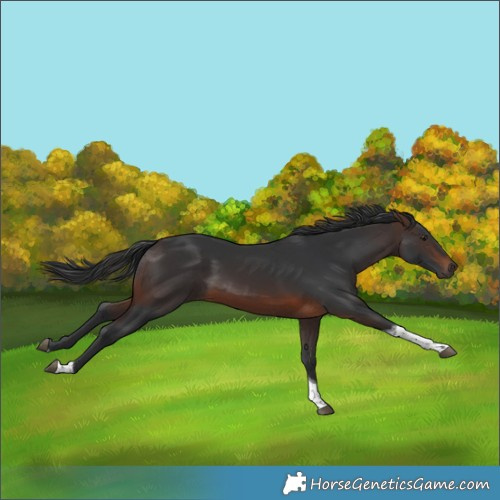 Horse Color:Brown Tobiano