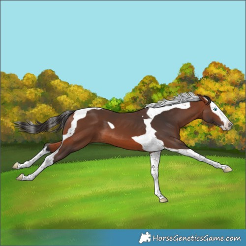 Horse Color:Bay Splash Tobiano