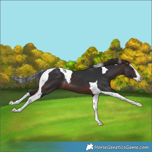 Horse Color:Brown Splash Tobiano